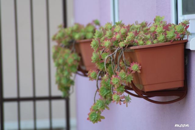 sedum palmeri